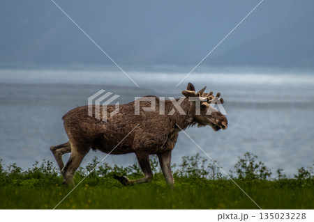 Single Moose Bull At Fjord Coast On Andoya Island Of Lofoten In Norway Single Moose Bull At Fjord Coast On Andoya Island Of Lofoten In Norway 135023228