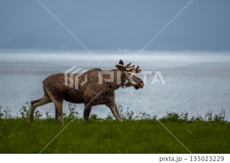 Single Moose Bull At Fjord Coast On Andoya Island Of Lofoten In Norway 135023229