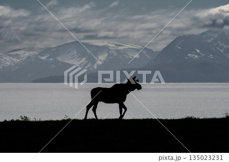 Single Moose Bull At Fjord Coast On Andoya Island Of Lofoten In Norway 135023231