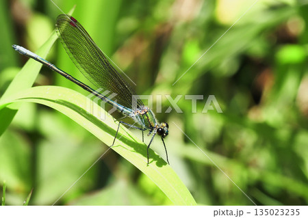 カワトンボ（オス・無色翅型） 135023235