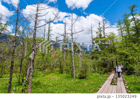 さわやか上高地『新緑の中を行くハイキングコース』《長野県 松本市》 135023249