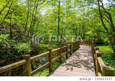 さわやか上高地『ハイキングコース・大正池周辺の桟橋』《長野県 松本市》 135023257
