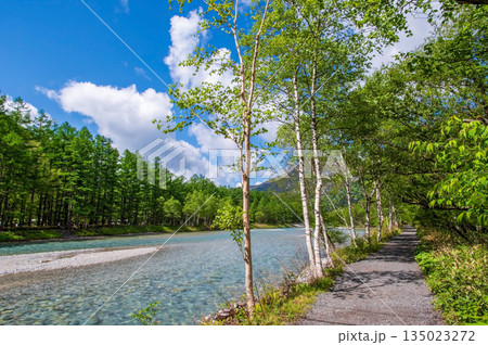 さわやか上高地『シラカバが美しい梓川沿いの新緑風景』《長野県 松本市》 135023272