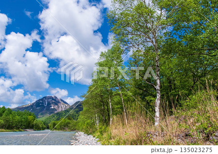 さわやか上高地『焼岳を望む梓川沿いの新緑風景』《長野県 松本市》 135023275
