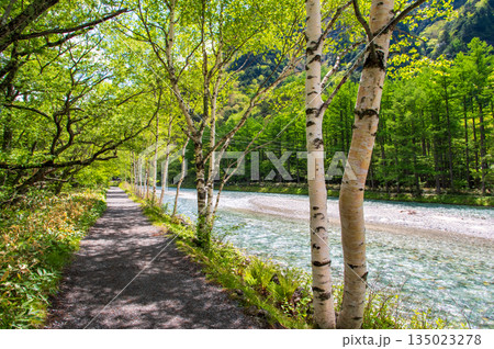 さわやか上高地『シラカバが美しい梓川沿いの遊歩道』《長野県 松本市》 135023278