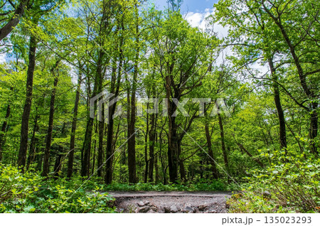 さわやか上高地『ハイキングコース沿いの新緑』《長野県 松本市》 135023293
