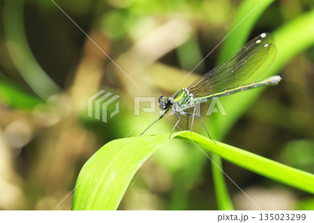 カワトンボ（メス） 135023299