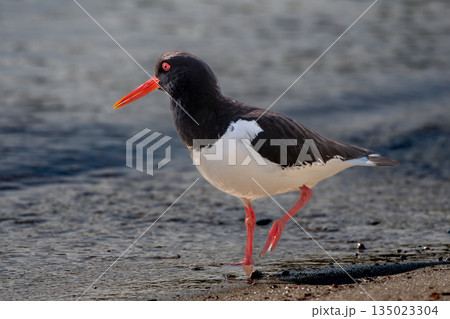 Male Oystercatcher - Haematopus ostralegus - Looking For Food On A Beach 135023304