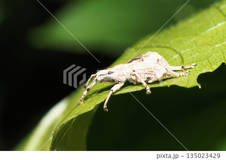 ヒメシロコブゾウムシ 135023429