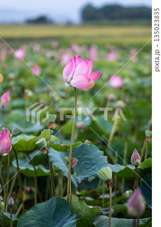Tea lotus field in South Central Coast region of Vietnam. Farming in Asian area Tea lotus field in South Central Coast region of Vietnam. Farming in Asian area 135023835