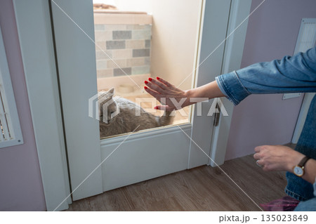 Woman hand rest on glass door of hotel room, farewell to cat. Pet service, touching separaion 135023849
