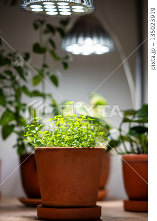 Growing thyme plant under phyto lamp at home in winter season. Additional illumination. 135023919