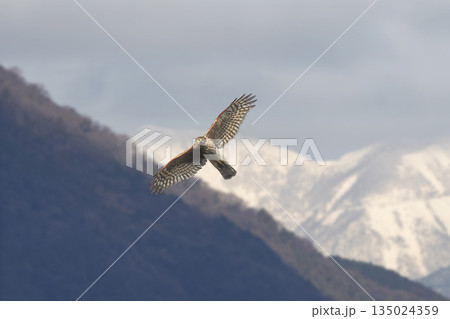 山を背景に飛翔するハイタカ 135024359