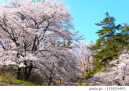 長瀞町　野土山の桜　令和七年の春　(2025年) 135024401