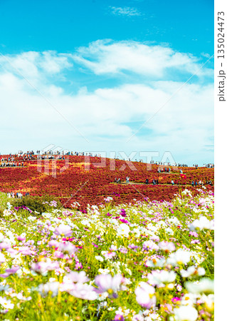 国営ひたち海浜公園のコキアとコスモスの秋景色 135024473
