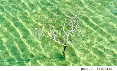 Peaceful Aerial Perspective Showing Tranquil Ripples And Submerged Veins, Lone Solitary Tree In Vibrant Water Reflects Sunlight And Creates Peaceful Ambiance For Stories Of Nature And Renewal Peaceful Aerial Perspective Showing Tranquil Ripples And Submerged Veins, Lone Solitary Tree In Vibrant Water Reflects Sunlight And Creates Peaceful Ambiance For Stories Of Nature And Renewal 135024481