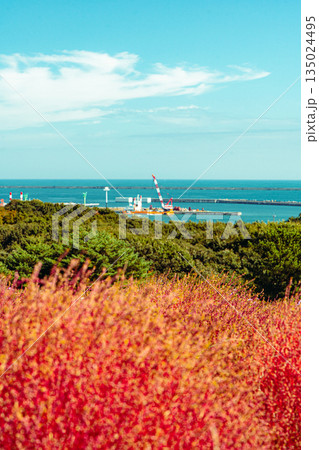 国営ひたち海浜公園のコキアと常陸那珂火力発電所 国営ひたち海浜公園のコキアと常陸那珂火力発電所 135024495