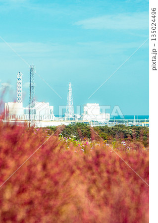 国営ひたち海浜公園のコキアと常陸那珂火力発電所 国営ひたち海浜公園のコキアと常陸那珂火力発電所 135024496