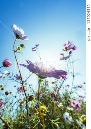 青空に咲くコスモスの花畑 青空に咲くコスモスの花畑 135024559