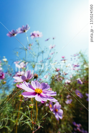 青空に咲くコスモスの花畑 青空に咲くコスモスの花畑 135024560