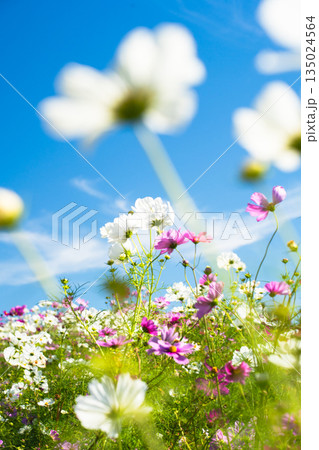 青空に咲くコスモスの花畑 135024564