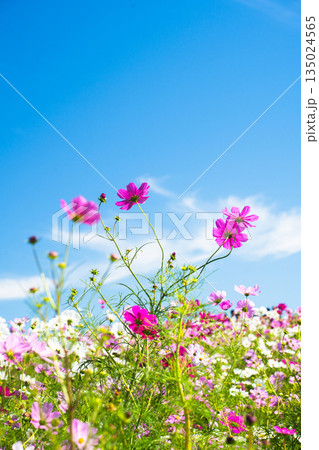 青空に咲くコスモスの花畑 135024565