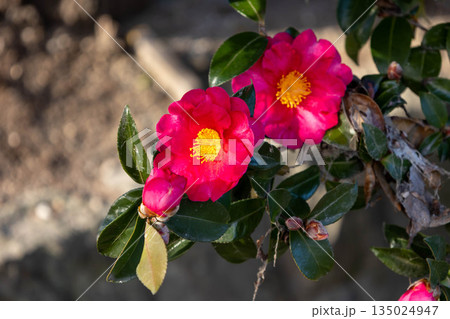 赤い椿の花 135024947