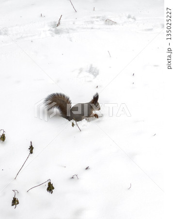 Tiny squirrel explores snowy landscape as furry creature scampers past icy tree trunks 135025227