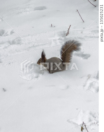 Tiny squirrel explores snowy landscape as furry creature scampers past icy tree trunks 135025231