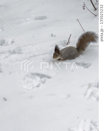Tiny squirrel explores snowy landscape as furry creature scampers past icy tree trunks 135025232