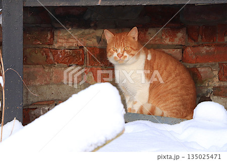 A fluffy red haired stray cat sits on a snow covered old basement window. Severe winter frosts do not frighten Siberian cats, which are not afraid of the cold. The concept of compassion A fluffy red haired stray cat sits on a snow covered old basement window. Severe winter frosts do not frighten Siberian cats, which are not afraid of the cold. The concept of compassion 135025471