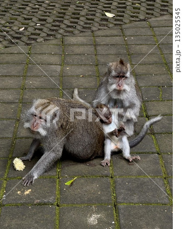 monkey familyurban primates share affectionate care, urban primates exhibit caring interactions by engaging in social grooming within city environments, primates living in city demonstrate bonding 135025545