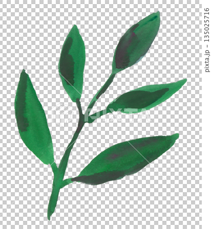 Watercolor leaf illustration 135025716