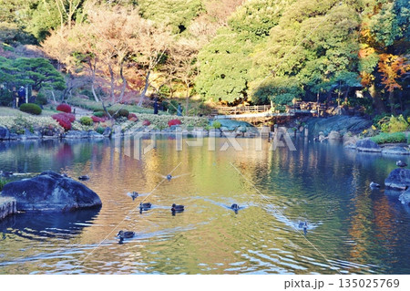 旧古川庭園の日本庭園 135025769