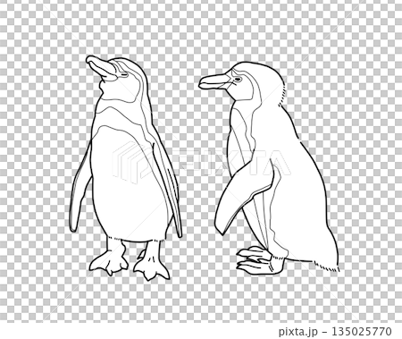 Humboldt penguin monochrome illustration 135025770