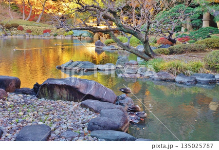 紅葉の旧古川庭園 紅葉の旧古川庭園 135025787