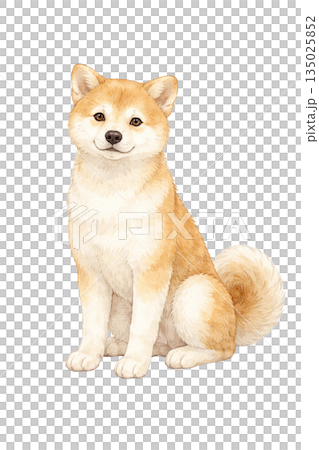 柴犬坐姿水彩插畫素材 135025852