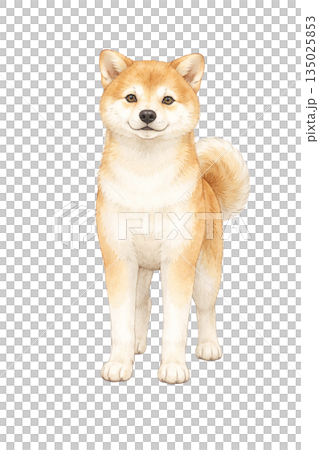 柴犬站立，面向前方，水彩插圖 135025853