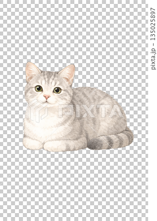 長毛貓面向前方坐著 135025897