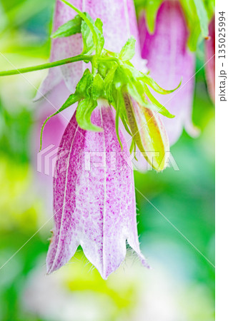 家の周りの草花　四季の色々　初夏の頃　里山の麓を紫のホタルブクロの花が彩りを添えています　 135025994