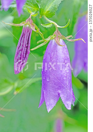 家の周りの草花 四季の色々 初夏の頃 里山の麓を紫のホタルブクロの花が彩りを添えています 家の周りの草花 四季の色々 初夏の頃 里山の麓を紫のホタルブクロの花が彩りを添えています 135026027