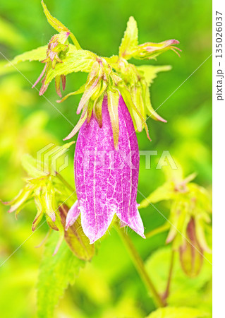 家の周りの草花 四季の色々 初夏の頃 里山の麓を紫のホタルブクロの花が彩りを添えています 家の周りの草花 四季の色々 初夏の頃 里山の麓を紫のホタルブクロの花が彩りを添えています 135026037