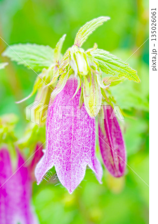 家の周りの草花 四季の色々 初夏の頃 里山の麓を紫のホタルブクロの花が彩りを添えています 家の周りの草花 四季の色々 初夏の頃 里山の麓を紫のホタルブクロの花が彩りを添えています 135026061