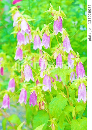 家の周りの草花　四季の色々　初夏の頃　里山の麓を紫のホタルブクロの花が彩りを添えています　 135026083