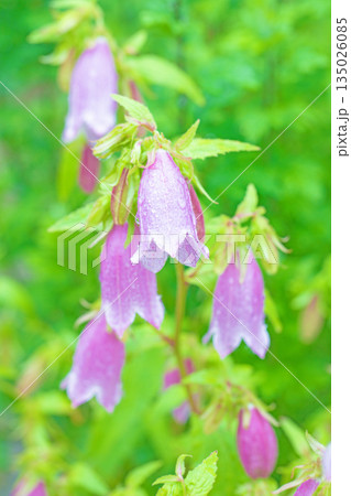 家の周りの草花 四季の色々 初夏の頃 里山の麓を紫のホタルブクロの花が彩りを添えています 家の周りの草花 四季の色々 初夏の頃 里山の麓を紫のホタルブクロの花が彩りを添えています 135026085