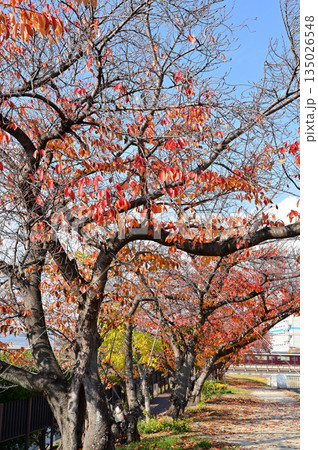桜の紅葉 桜の紅葉 135026548