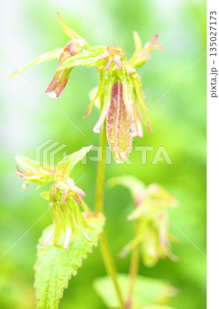 家の周りの草花　四季の色々　初夏の頃　庭の木陰を白い釣り鐘状のタルブクロの花が彩のホ添えています　 135027173