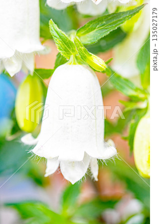 家の周りの草花 四季の色々 初夏の頃 庭の木陰を白い釣り鐘状のタルブクロの花が彩のホ添えています 家の周りの草花 四季の色々 初夏の頃 庭の木陰を白い釣り鐘状のタルブクロの花が彩のホ添えています 135027179