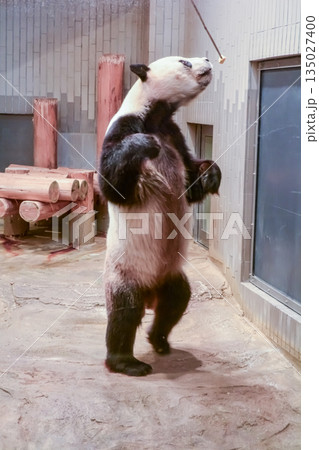 筋トレのため立っておやつをもらうパンダ 135027400