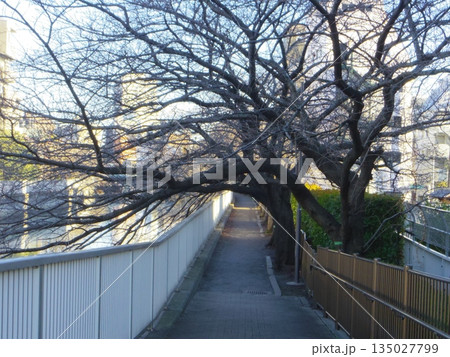 冬の朝、美しい散歩道 135027799